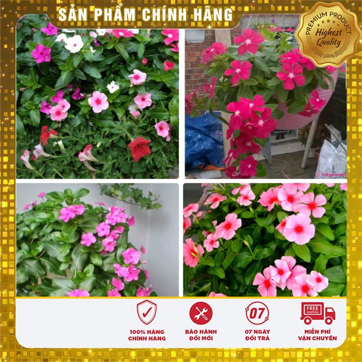 HẠT GIỐNG HOA DỪA CẠN RỦ NHIỀU MÀU ( gói 50 hạt) hoa chậu treo đẹp