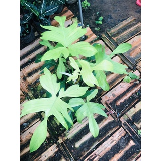 Chậu nhựa đen philodendron florida ghost