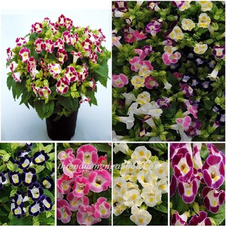 Hạt giống hoa Mắt Nai (Tô Liên) Mix - Gói 10 Hạt