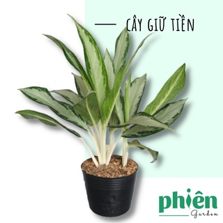 Cây Giữ Tiền, Cây Bạch mã hoàng tử trang trí nội thất