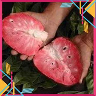 Cây Giống Na đỏ.. 10 tháng cho trái trái