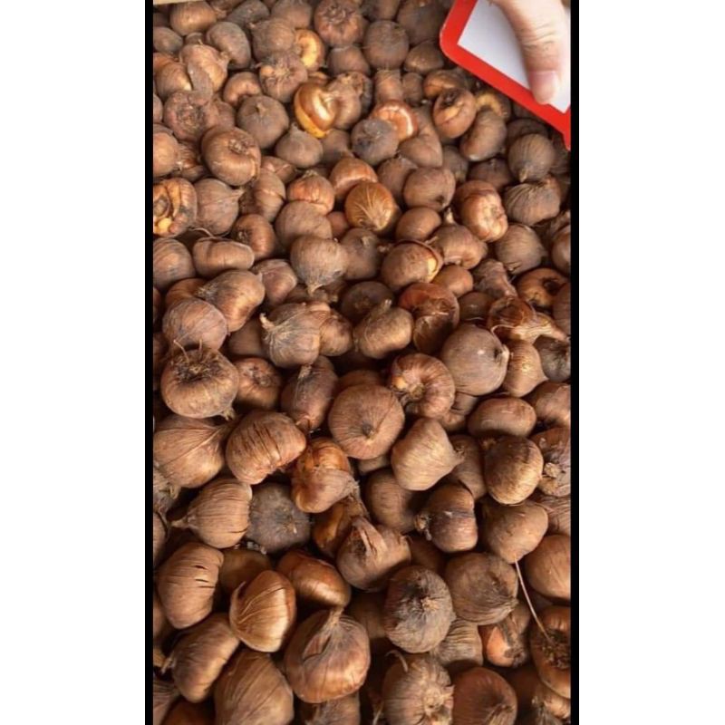 COMBO 10 CỦ HOA LAY ƠN ĐỦ MÀU