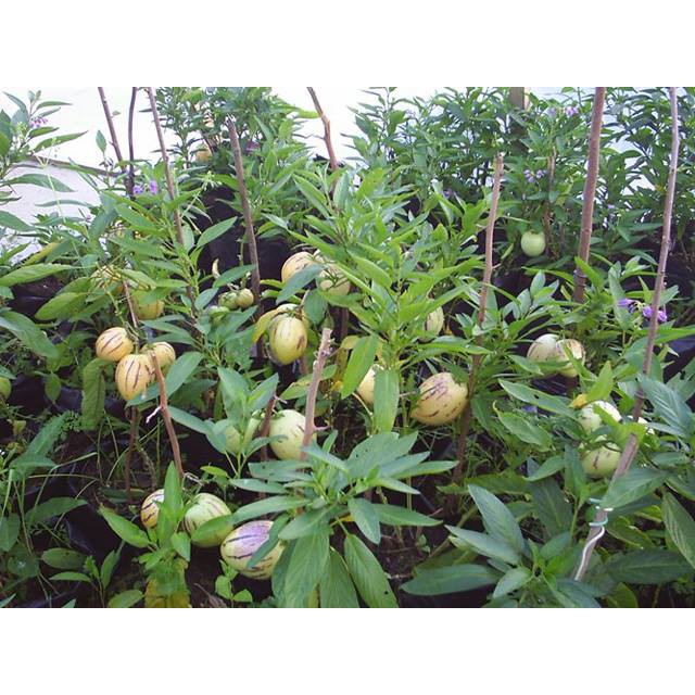 HẠT GIỐNG DƯA PEPINO