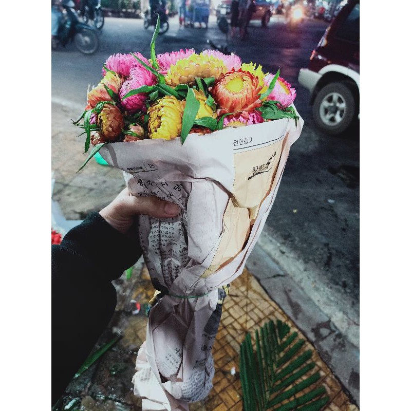 Hoa cúc bất tử tươi Đà Lạt (nguyên đoá)