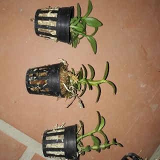 5 CT mắt xước ( combo 2 cốc)
