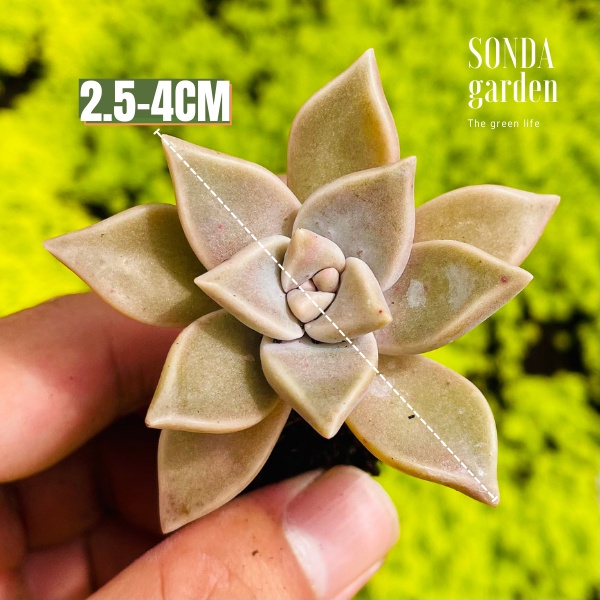 Sen đá đá ma SONDA GARDEN size mini 2.5-4cm, xuất xứ Đà Lạt, khoẻ đẹp, lỗi 1 đổi 1