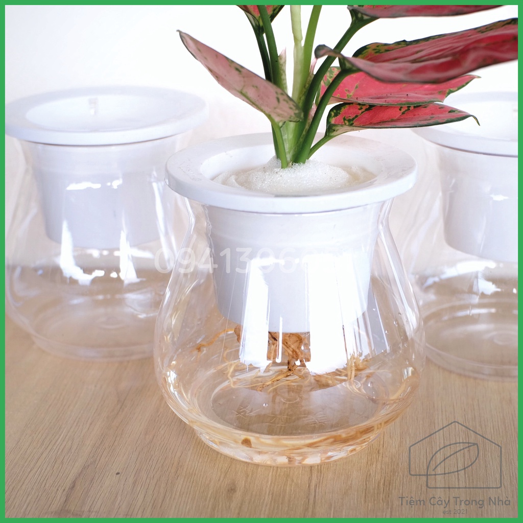 Bình nhựa chuyên dùng trồng cây thủy sinh, thủy canh
