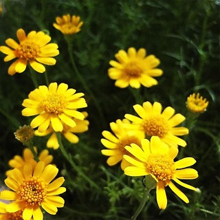 50H - HẠT GIỐNG CÚC SAO BĂNG