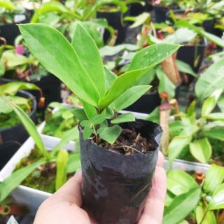 Mầm cây kim tiền mini giống