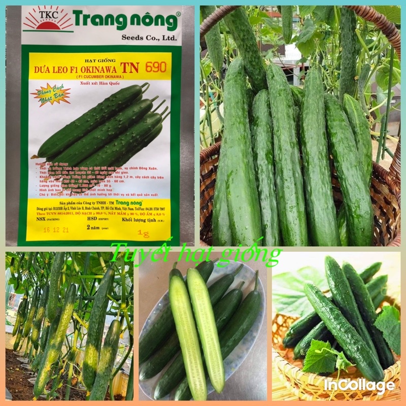 Gần 50 hạt giống dưa chuột kiếm, dưa leo Nhật Trang Nông