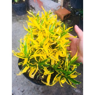Cây Croton Lá Xoắn - Cây Phong Thuỷ