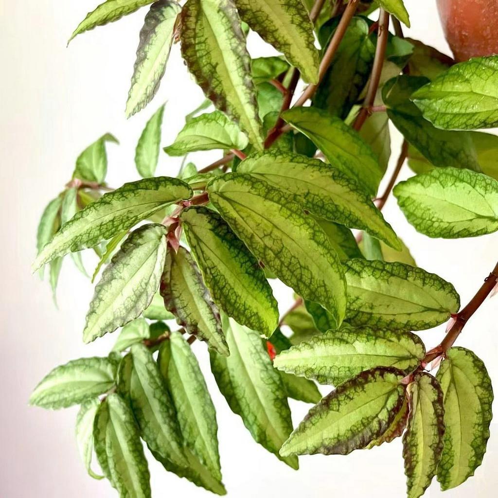 Cây giống thằn lằn nhung