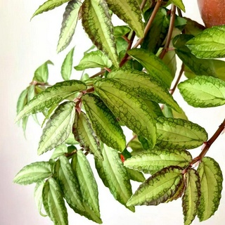 cây giống thằn lằn nhung ( sam đá Pellionia repens)