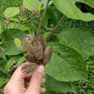 Hạt giống cây an xoa 100 hạt