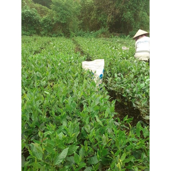 [FREESHIP 99K TOÀN QUỐC] Chè Thái Nguyên (100g) - Chè Thái Nguyên | BigBuy360 - bigbuy360.vn