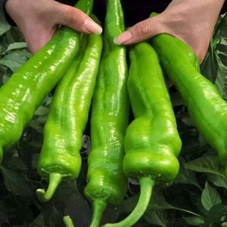 100 Hạt Giống Ớt Sừng Xanh Khổng Lồ, Năng Suất  ( 5359)