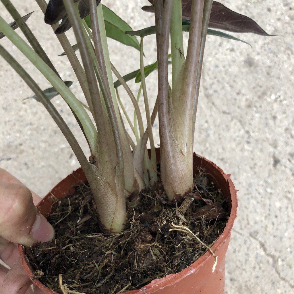 Cây để bàn - Cây môn quan âm cao 25cm bụi cây to khoẻ lá bắt mắt mang phong thuỷ tốt