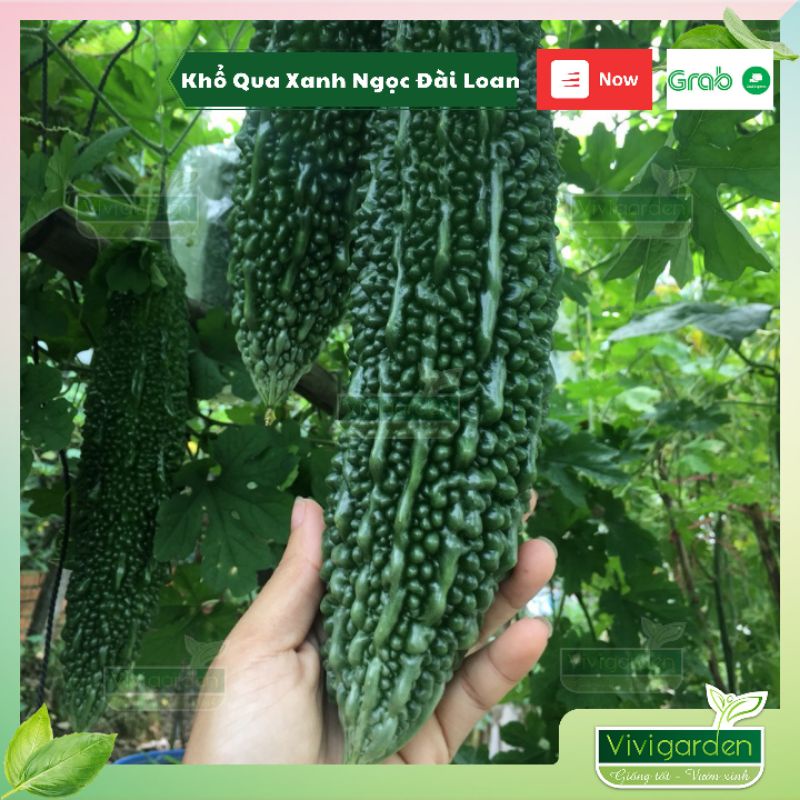 Khổ qua mướp đắng Xanh Ngọc trái siêu to giòn ngon ít đắng