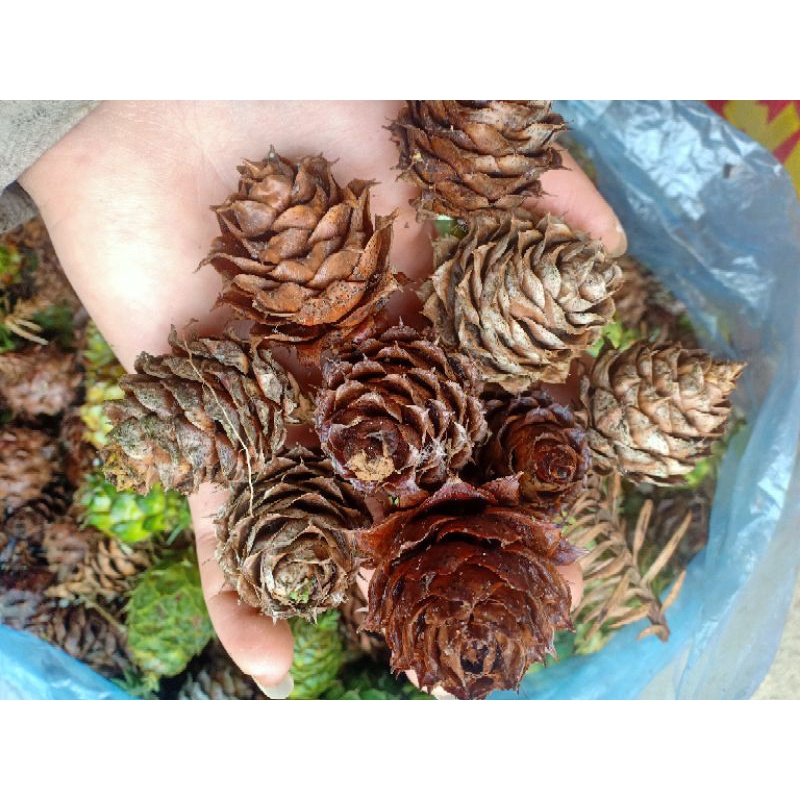 100 Quả thông khô,tươi làm decor ,trang trí cây thong noel,đồ hand made