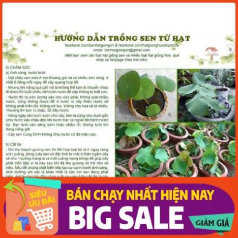 [Chất lượng cao] [Hàng chuẩn] [Free ship] SEN CUNG ĐÌNH (SEN BÁCH HỢP) - gói 10 hạt 2 màu