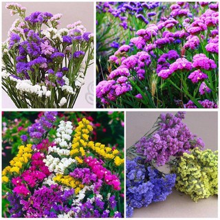 50 hạt giống hoa salem nhiều màu