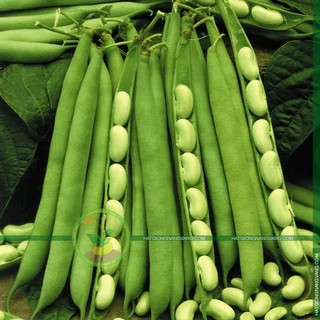 Hạt giống Đậu xanh 100gr