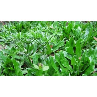 hạt giống rau mùi tàu,rau ngò gai