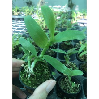 [HOT] Phi điệp hòa bình lá mít cốc giống