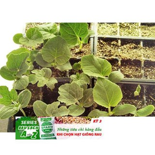 Bí đỏ da xanh siêu ngọt 10 hạt