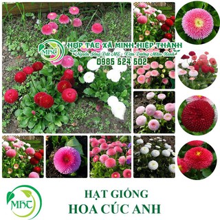 Sale off Hạt giống hoa cúc anh cực đẹp.