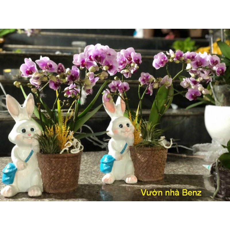 Chậu gia đình Thỏ làm vườn + TẶNG thỏ mini tiểu cảnh
