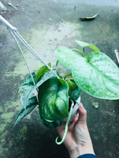 TRẦU BÀ PHÁP CHẬU TREO MINI