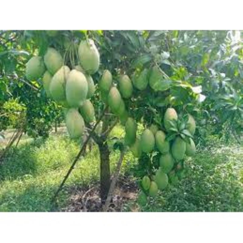 CÂY GIỐNG XOÀI TỨ QUÝ CHO QUẢ QUANH NĂM