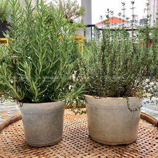 Combo hương thảo & xạ hương gốc già cây lớn khoẻ dễ chăm sóc - jun garden