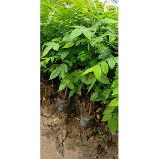 Combo  2 hồng xiêm, 1 lựu đỏ, 2 vshk, 2 nho gỗ, 2 ổi, 1 thanh mai, 1 ổi dứa, 4 chuối