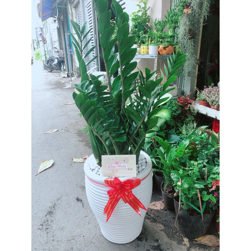Chậu Cây Kim Phát Tài Cao 1m