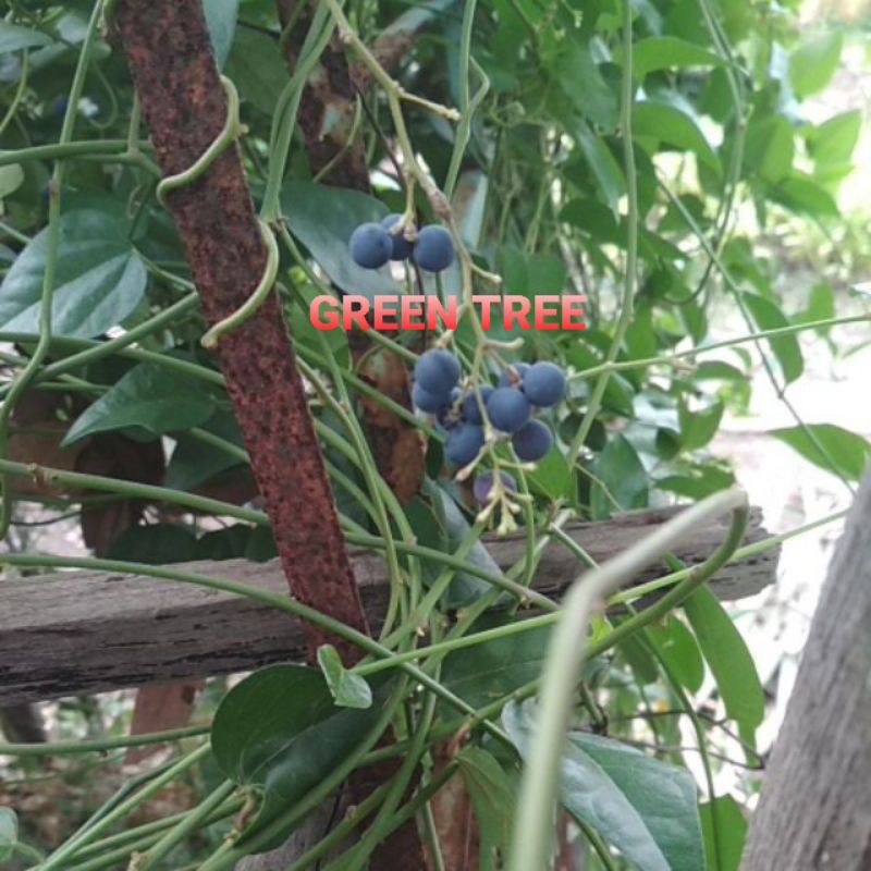 Hạt giống sương sâm láng