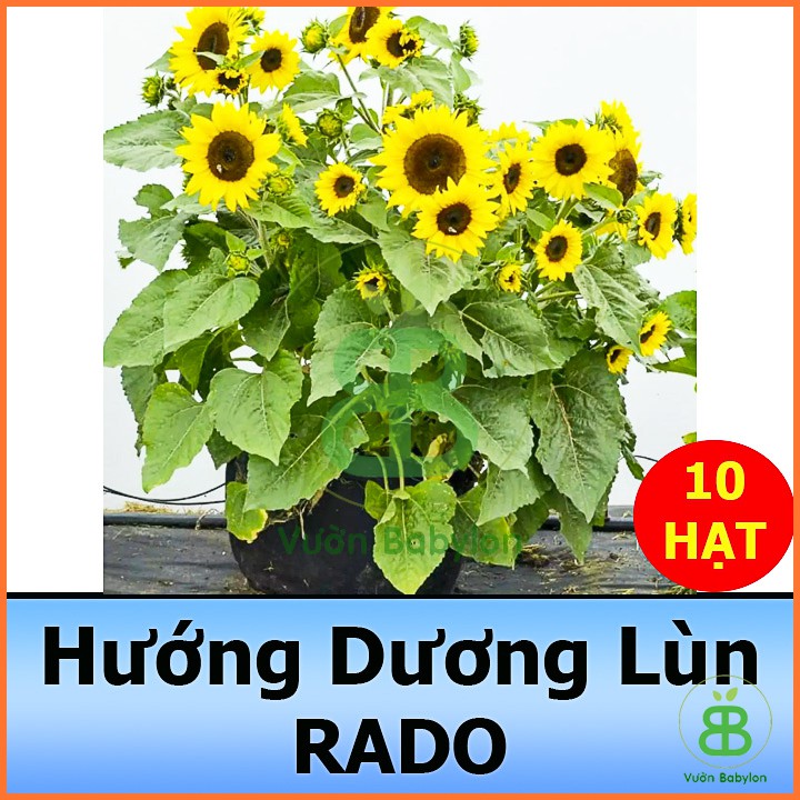 Hạt Giống Hoa Hướng Dương Lùn 10 Hạt