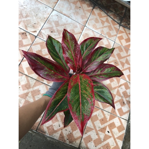 Cây Phú quý lớn