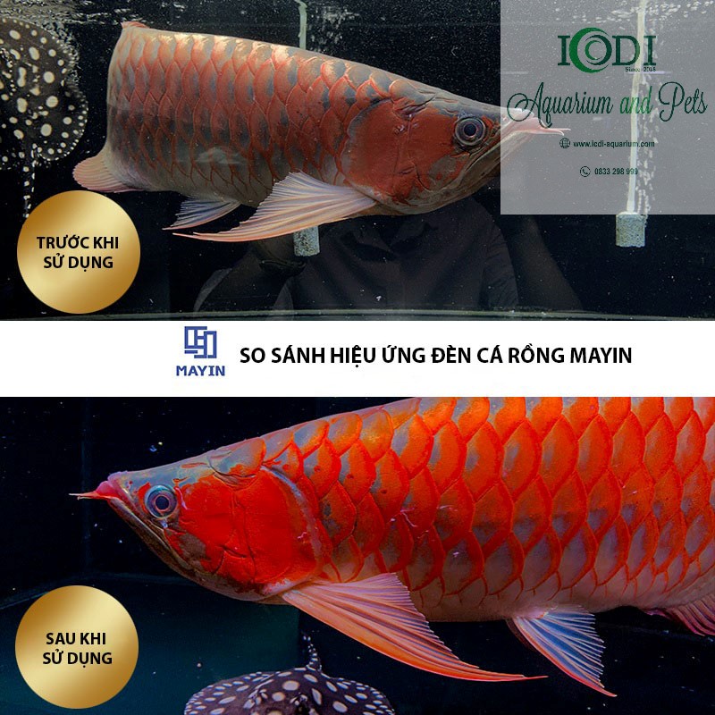 Đèn Cá Rồng MAYIN Super Colour 52cm 72cm 92cm 112cm - Đèn NeoHelios Solar Color Booster ST