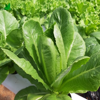hạt giống rau xà lách giòn Romaine gói 2gr hạt