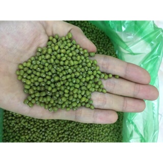 Đậu xanh chuyên làm giá đỗ