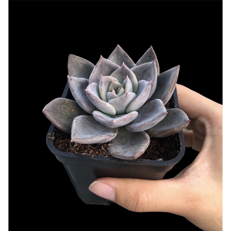 SEN ĐÁ PHA LÊ TÍM