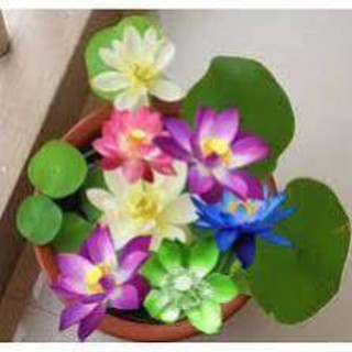 Hạt Giống Hoa Sen Mini Nhật Mix Màu (Gói 5 hạt)