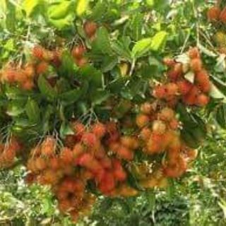 Cây giống chôm chôm