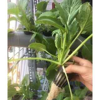 Hạt Giống Cải Ngọt Cao Sản