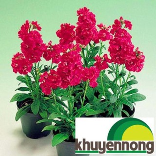Hạt giống tử la lan 50 hạt