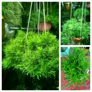 Cây tùng mây.hình cuối