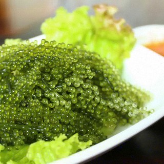 Rong nho biển tách nước SABUDO chính hãng - Rong nho Sabudo
