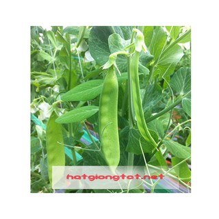 Hạt giống đậu Hà Lan